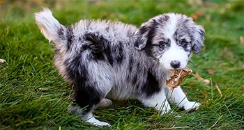 large aussiedoodle