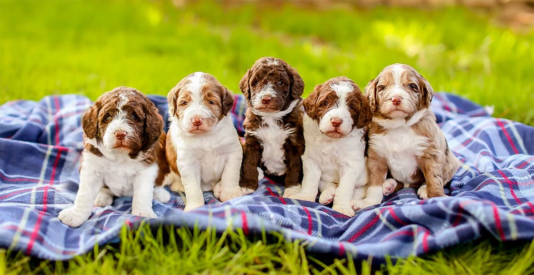 aussiedoodle prices