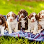 How Much Do Aussiedoodles Cost? Actual Breeder Costs Included (2023)