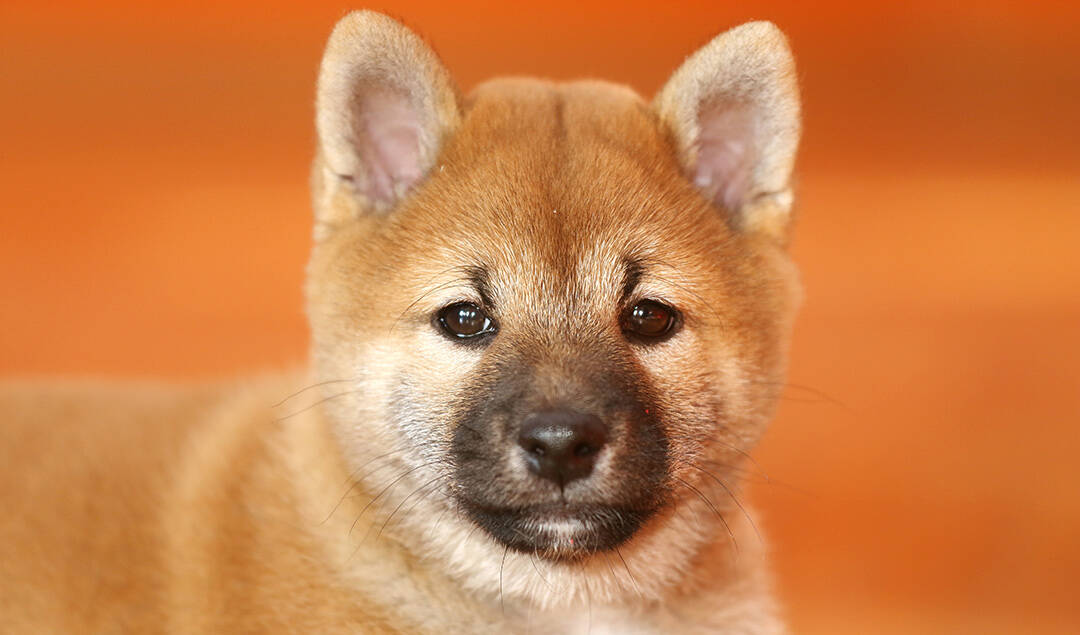 shiba inu puppy harga