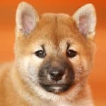 How Much Do Shiba Inu Puppies Cost