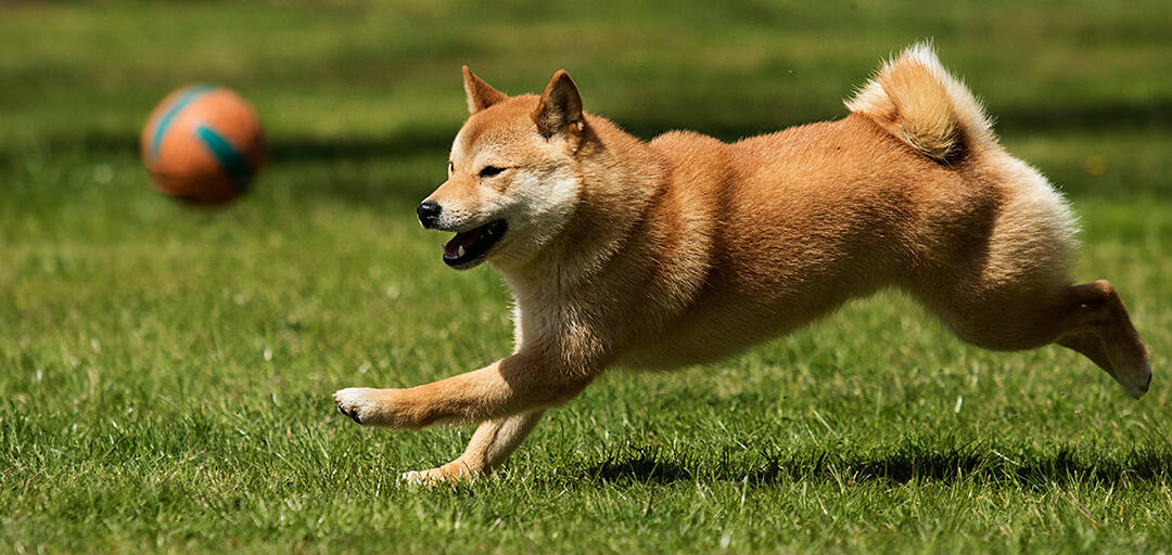 Akita Inu Growth Chart