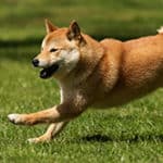 How Much Exercise Does a Shiba Inu Puppy Need?