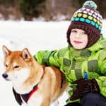 Is A Shiba Inu A Good Family Dog? Good With Small Kids?