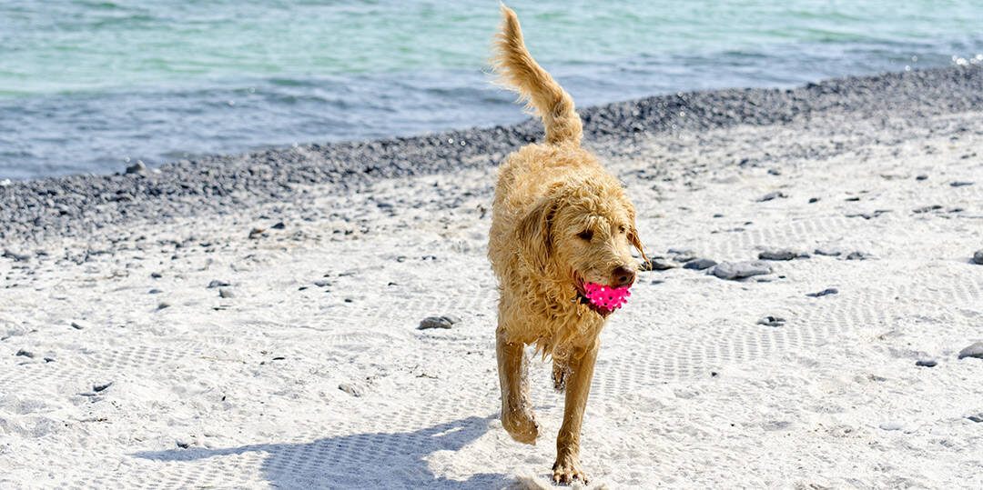 Labradoodle With Ball On Beach