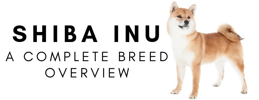 The Shiba Inu A Complete Breed Overview