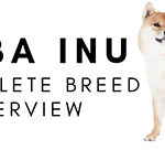 The Shiba Inu: A Complete Breed Overview! (2024)