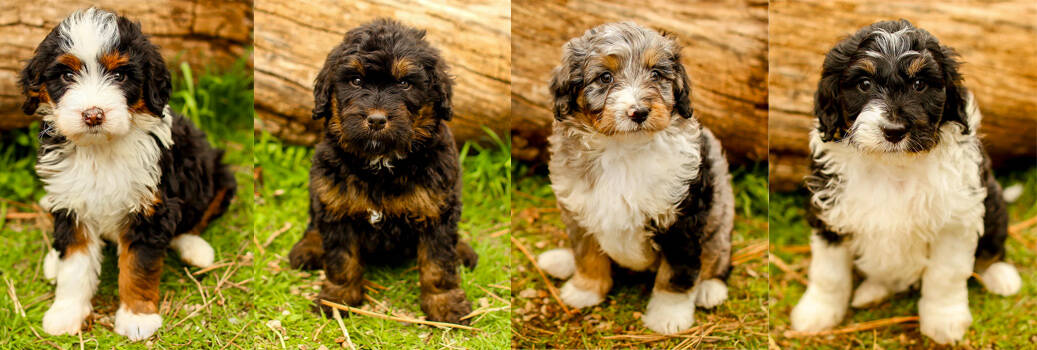 tri colour bernedoodle