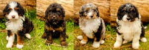 What Colors Do Bernedoodles Come In-large