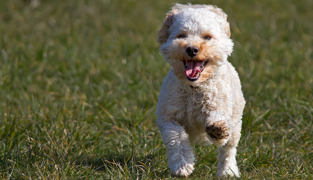 Are Cavapoos Good Family Dogs?