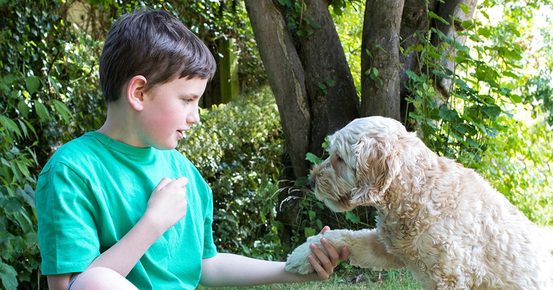 Are Cockapoos Good Family Dogs?