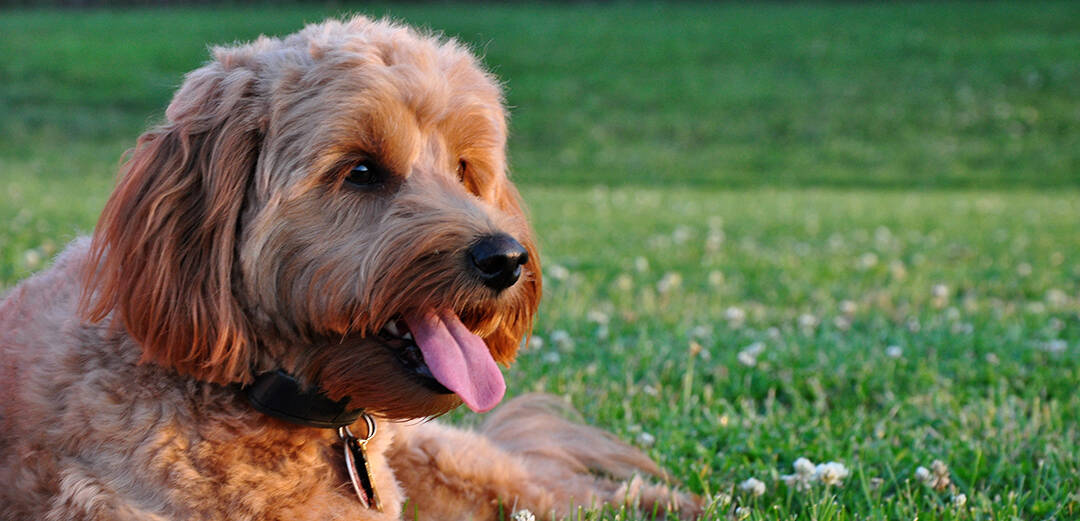 Are Goldendoodles Calm Dogs?