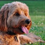 Are Goldendoodles Calm Dogs?