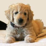 Are Goldendoodles Good Apartment Dogs