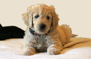 Are Goldendoodles Good Apartment Dogs