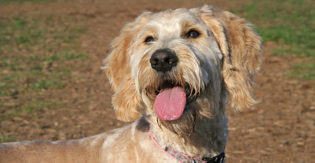 Are Goldendoodles Hard To Train? Potty Training to Chewing