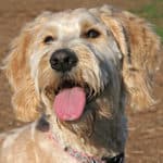 Are Goldendoodles Hard To Train?