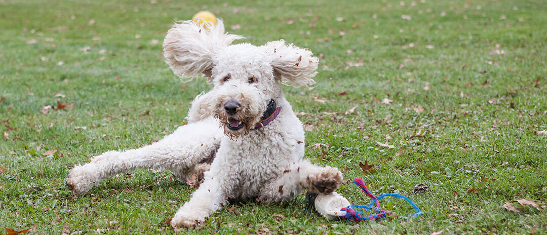 Are Goldendoodles Hyper