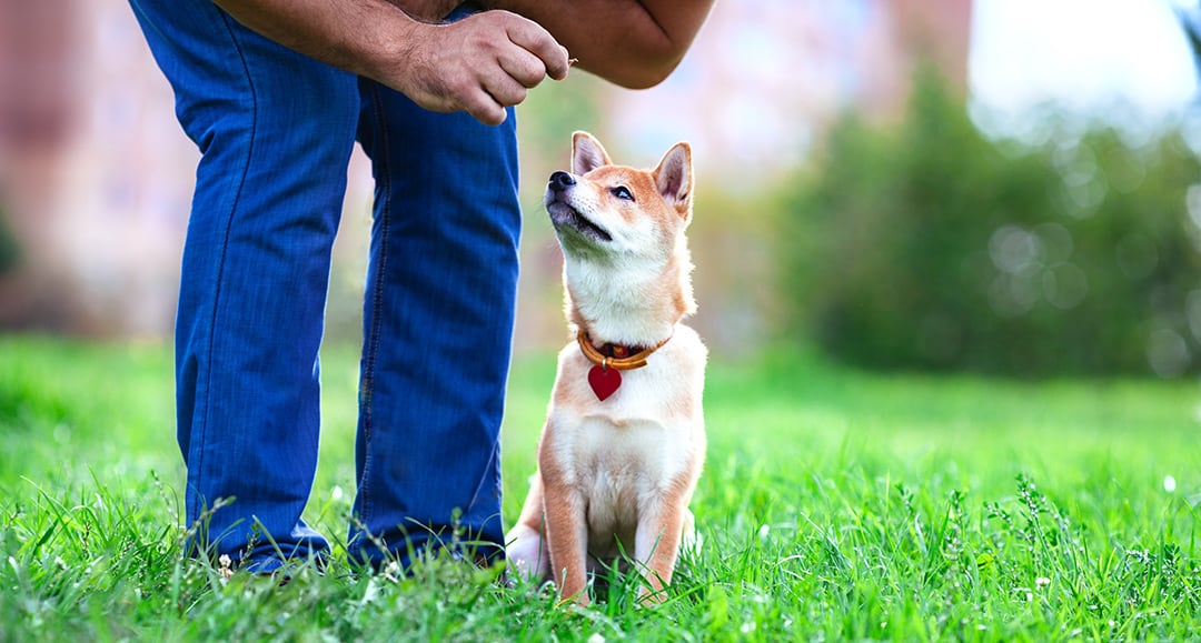 how do you potty train a stubborn puppy