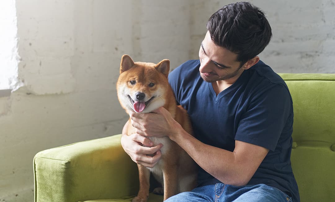 Are Shiba Inus Good Apartment Dogs