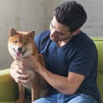Are Shiba Inus Good Apartment Dogs