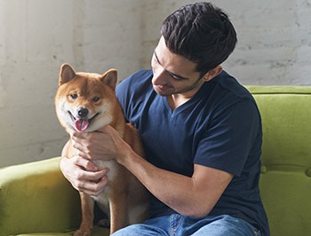 Are Shiba Inus Good Apartment Dogs How To Make It Work