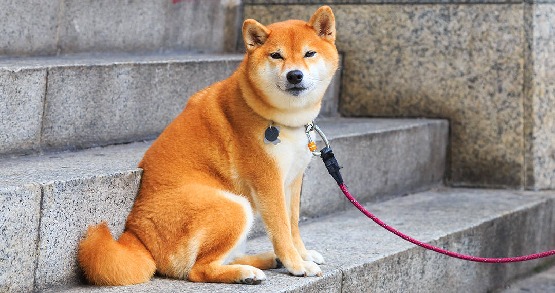 Are Shiba Inus Good For First Time Owners Plus New Dog Tips