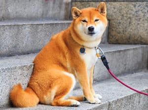 Are Shiba Inus Good For First Time Owners
