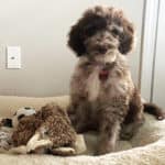 Aussiedoodle Owner Q&A: Shedding, Exercise, Grooming, Toys and More