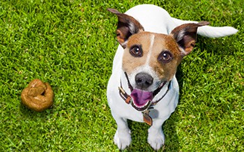 what do dogs sniff for when they poop