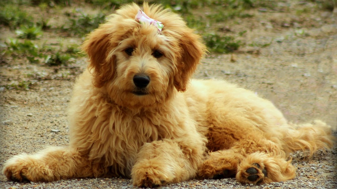 golden doodle dog