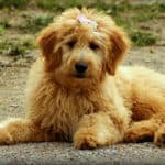 Can Goldendoodle Puppies Be Left Alone?