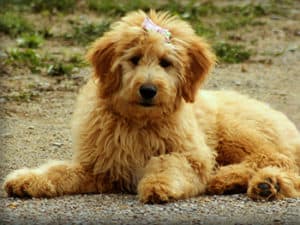 Can Goldendoodle Puppies Be Left Alone?