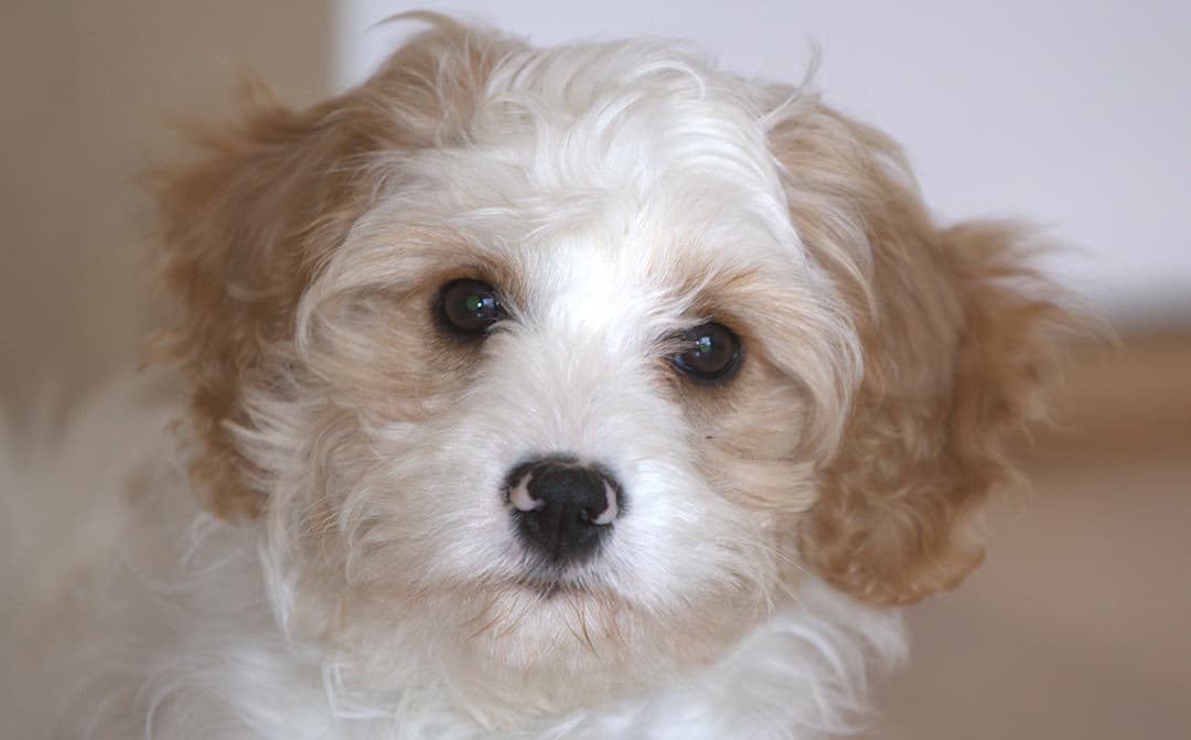 Cavapoo Breed Overview