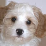The Cavapoo: A Complete Breed Overview