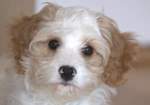 Cavapoo Breed Overview