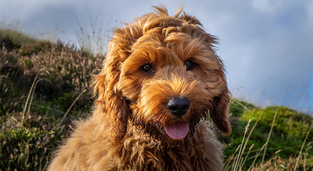 cockapoo dog