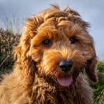 The Cockapoo: A Complete Breed Overview (2023)