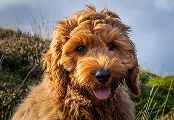 cockapoo for sale done deal