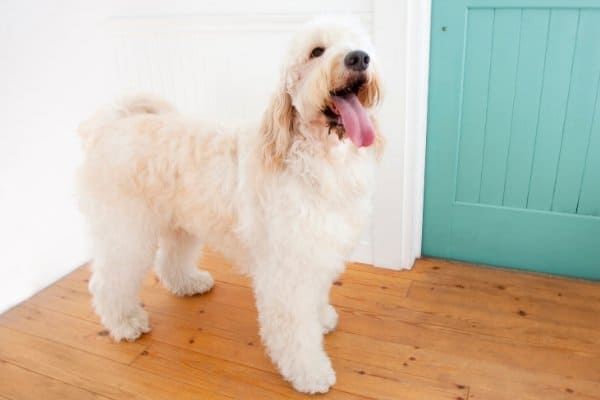 Cream Goldendoodle Waiting by the Door