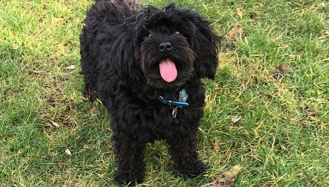 training a cavapoo puppy