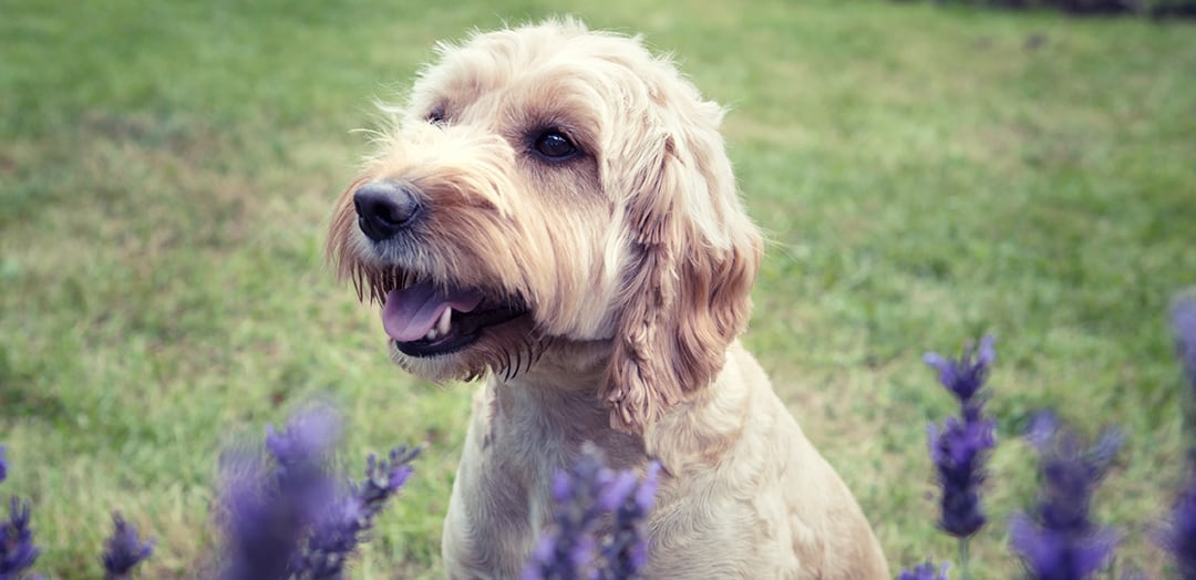 cockapoo cocker cut