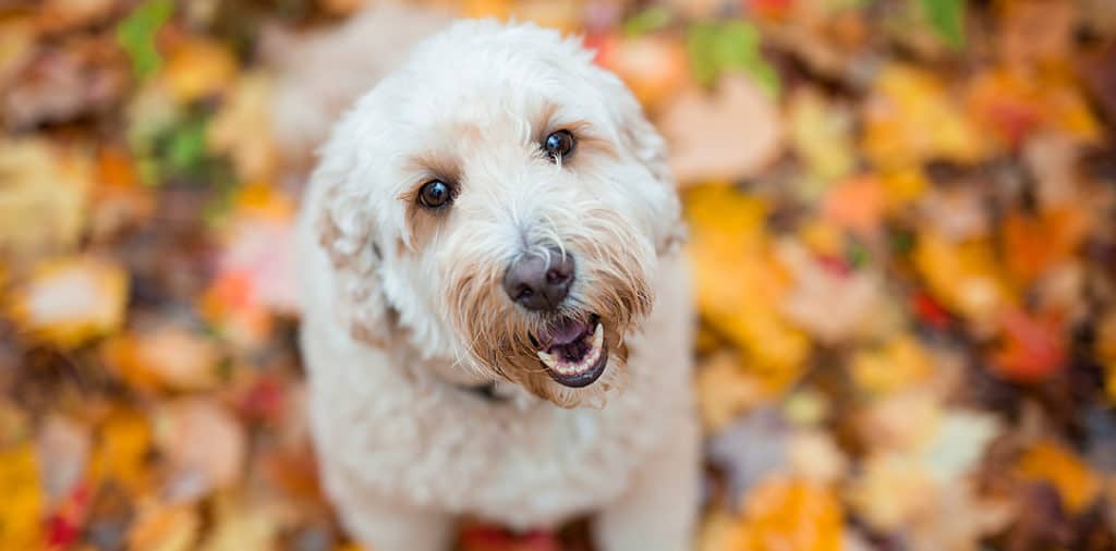 Do Goldendoodles Bark A Lot? What Is Good And Bad Barking?