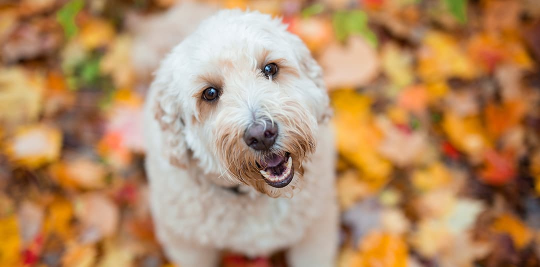 Do Goldendoodles Bark A Lot