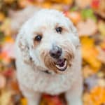 Do Goldendoodles Bark A Lot? What Is Good And Bad Barking? (2023)