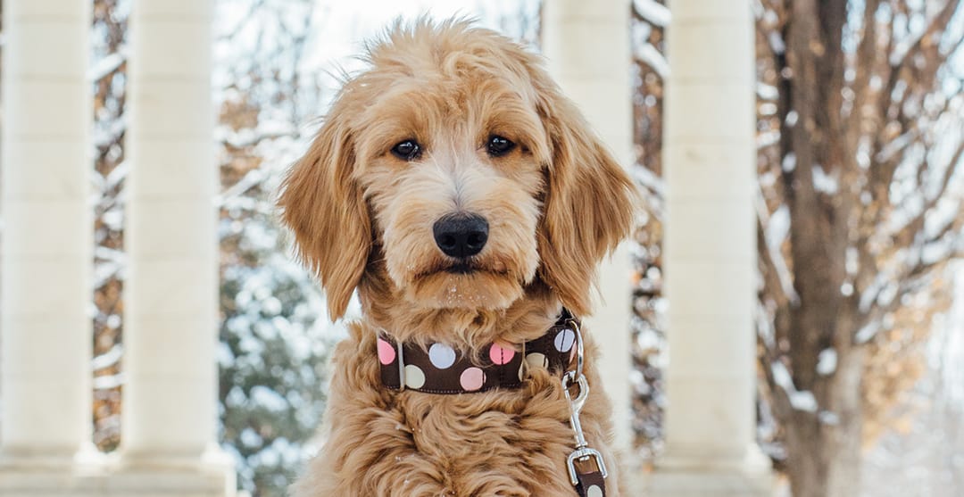 can you breed an f2b goldendoodle