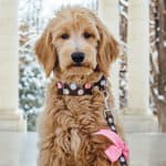 Do Goldendoodles Have Health Issues? What To Watch Out For! (2023)