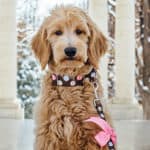 Do Goldendoodles Have Health Issues?