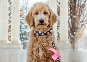 Do Goldendoodles Have Health Issues?