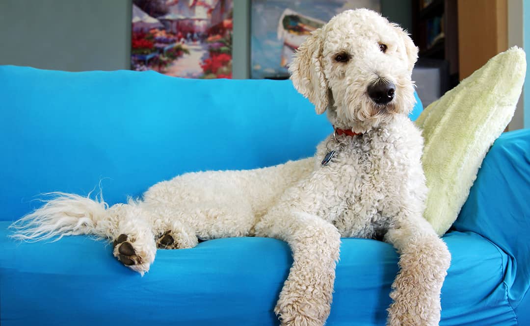 Do Goldendoodles Like To Cuddle?